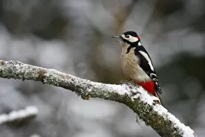 Piciformes Gallery: Great Spotted Woodpecker -Picoides major, Dendrocopos major-, male on a snowy branch in winter