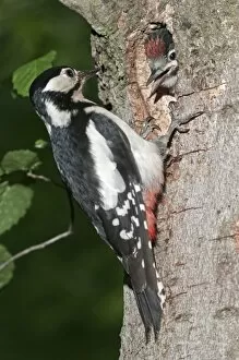 Piciformes Gallery: Great Spotted Woodpecker -Picoides major-, female feeding young birds at a nesting hole