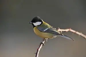 Great Tit (Parus major)
