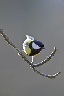 Blurrings Prints: Great Tit (Parus major)
