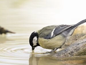 Images Dated 15th September 2016: Great Tit (Parus major), adult, drinking from a water puddle in summer. Spain, Europe