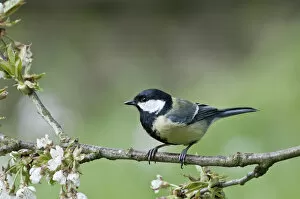 Great Tit -Parus major- in the branches of a cherry tree, Untergroeningen, Baden-Wuerttemberg, Germany, Europe