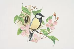 Great Tit (Parus major), illustration of green and yellow bird with a striking glossy black head with white cheeks