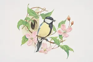 Birdhouse Prints: Great Tit (Parus major), illustration of green and yellow bird with a striking glossy black head with white cheeks