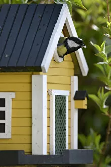 Great tit -Parus major- looking out of a nesting box, Stuttgart, Baden-Wuerttemberg, Germany, Europe, PublicGround