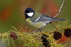 Great Tit -Parus major-, male, perched on the branch of a larch tree in autumn, Neunkirchen, Siegerland