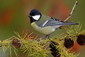 Nordrhein Westfalen Prints: Great Tit -Parus major-, male, perched on the branch of a larch tree in autumn