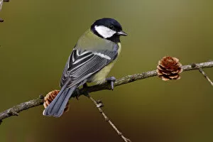 Images Dated 23rd September 2012: Great Tit -Parus major- sitting on a larch branch, Neunkirchen in Siegerland