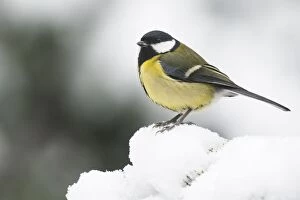 Wintry Gallery: Great tit (Parus major) in the snow, Emsland, Lower Saxony, Germany