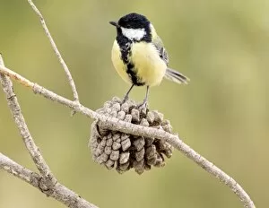 Images Dated 15th September 2016: Great Tit (Parus major), Species (Paridae), Put on a branch of pine. Spain, Europe