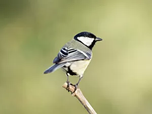 Yellow Gallery: Great Tit, (Parus major, standing on a branch. Spain, Europe