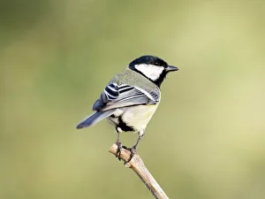 Songbird Gallery: Great Tit, (Parus major, standing on a branch. Spain, Europe