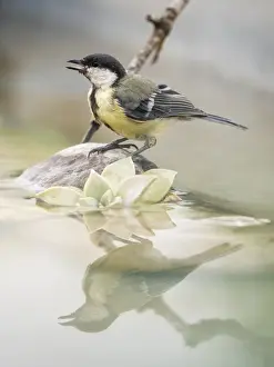 Fringillidae Prints: Great Tit (Parus major), standing on a branch of tree on a puddle of water. Spain, Europe