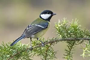 Images Dated 3rd February 2014: Great Tit -Parus major-, Tyrol, Austria