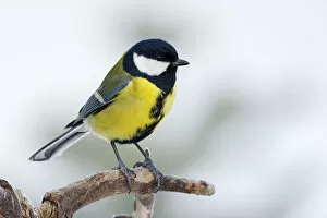 Images Dated 1st February 2014: Great Tit -Parus major-, Tyrol, Austria