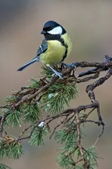 Images Dated 25th January 2014: Great Tit -Parus major-, Tyrol, Austria