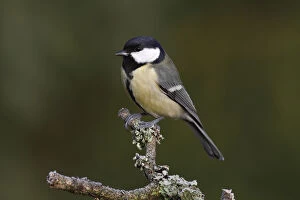 Images Dated 15th January 2012: Great Tit -Parus montanus- perched on a branch, Neunkirchen, Siegerland district