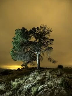 Images Dated 11th June 2016: A great tree of pine on the top of a mountain one night with clouds of orange color for the light