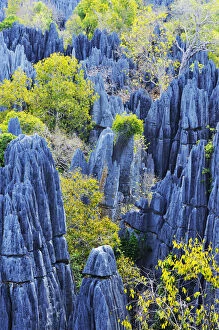Images Dated 11th December 2011: Great Tsingy, UNESCO World Heritage Site, karst landscape with striking limestone formations