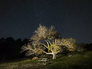 Treetop Gallery: Great walnut in an area of picnic in the mountain, one autumn night