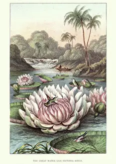 The Great Water lily, Victoria amazonica, 19th Century