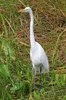 Aquatic Gallery: Great white egret, Ardea alba. Everglades National Park, Florida, USA