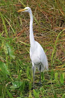 Florida Prints: Great white egret, Ardea alba. Everglades National Park