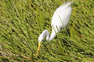 Great white egret, Ardea alba, stalking prey. Everglades National Park, Florida, USA