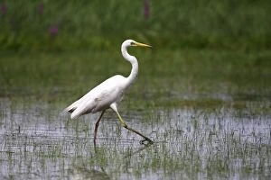 Images Dated 10th July 2009: Great White Egret -Casmerodius albus-, walking through a swampy meadow