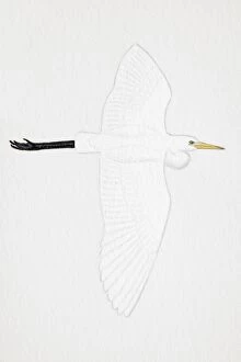 Great White Egret (Egretta alba), also known as White Heron, Common Egret, adult