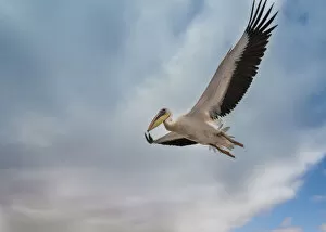 Images Dated 31st August 2012: Great White Pelican -Pelecanus onocrotalus- in flight in Walvis Bay, Namibia