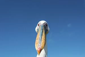 Images Dated 31st August 2012: Great White Pelican -Pelecanus onocrotalus-, portrait, Walvis Bay, Namibia