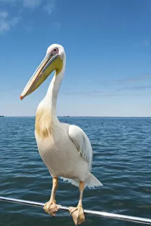 Images Dated 31st August 2012: Great White Pelican -Pelecanus onocrotalus- on railing in Walvis Bay, Namibia