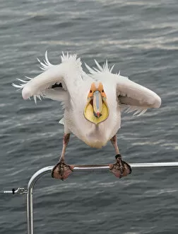 Images Dated 31st August 2012: Great White Pelican -Pelecanus onocrotalus- on railing in Walvis Bay, Namibia