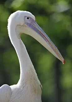 Images Dated 21st May 2011: Great White Pelican -Pelecanus onocrotalus-, portrait