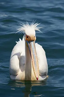 Ben Cranke Prints: Great White Pelican (Pelecanus onocrotalus)