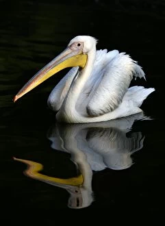 Captivity Collection: Great white pelican (Pelecanus onocrotalus), reflection in the water, captive, Germany