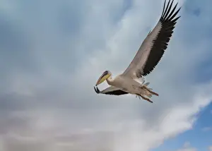 Spreading Out Prints: Great White Pelican -Pelecanus onocrotalus- in flight in Walvis Bay, Namibia