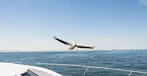 Spreading Out Prints: Great White Pelican -Pelecanus onocrotalus- in flight in Walvis Bay, Namibia