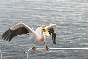 Handrail Prints: Great White Pelican -Pelecanus onocrotalus- on railing in Walvis Bay, Namibia
