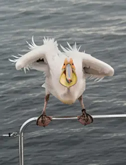Handrail Prints: Great White Pelican -Pelecanus onocrotalus- on railing in Walvis Bay, Namibia