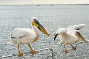 Handrail Prints: Two Great White Pelicans -Pelecanus onocrotalus- on a railing in Walvis Bay, Namibia