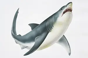 Aggressive Prints: Great White Shark (Carcharodon carcharias) showing its teeth, low angle view