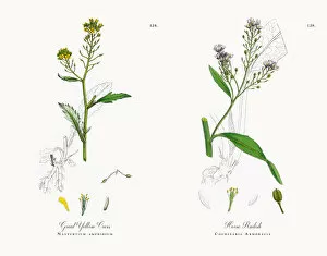 Images Dated 17th November 2017: Great Yellow Cress, Nasturtium amphibium, Victorian Botanical Illustration, 1863