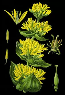 Images Dated 4th April 2019: great yellow, gentian