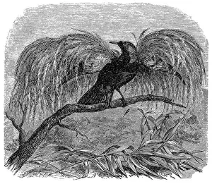 Greater Bird-of-paradise (Paradisaea apoda)