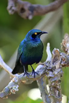 Lamprotornis Prints: Greater blue-eared starling -Lamprotornis chalybaeus