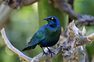 Greater blue-eared starling -Lamprotornis chalybaeus-, adult on tree, Kruger National Park, South Africa