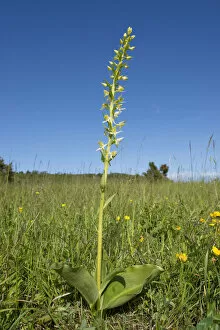 Images Dated 5th June 2013: Greater Butterfly-orchid -Platanthera chlorantha-, Thuringia, Germany