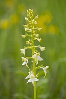 Thuringia Collection: Greater Butterfly Orchid -Platanthera chlorantha-, flowering, Thuringia, Germany